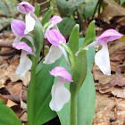 Showy orchis