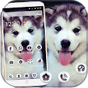 Herunterladen Cute Dog Theme Wallpaper Installieren Sie Neueste APK Downloader