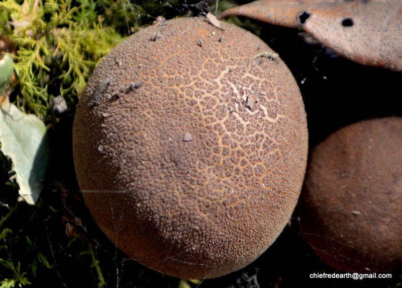 puffball