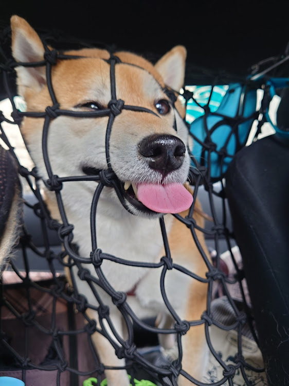 86のバレンシアレッドパール・86/BRZ・柴犬くうたに関するカスタム事例の投稿画像4枚目