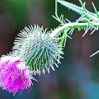 Bull Thistle