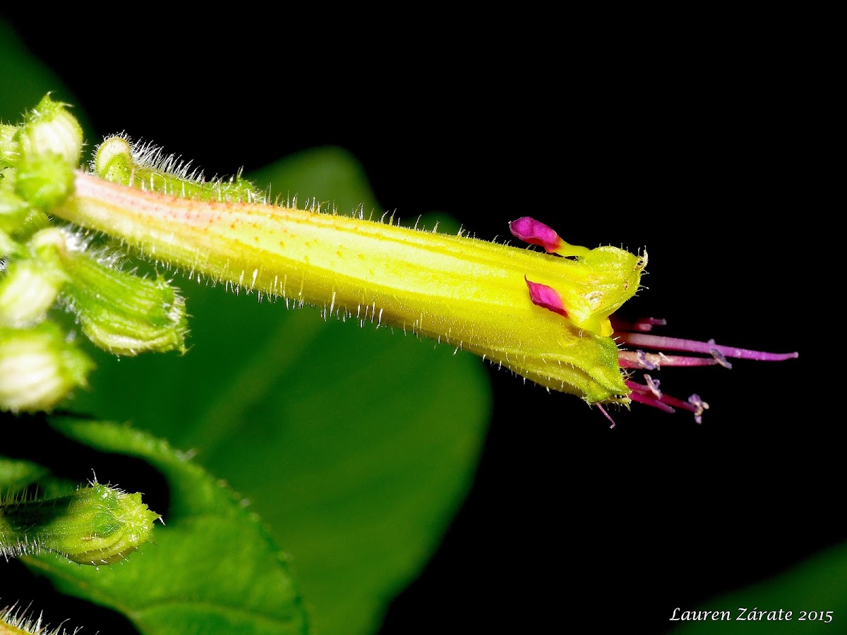 Forest Wild Flower