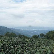 台灣農林熊空茶園