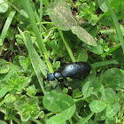 European Oil Beetle