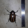 Unknown Scarab Beetle