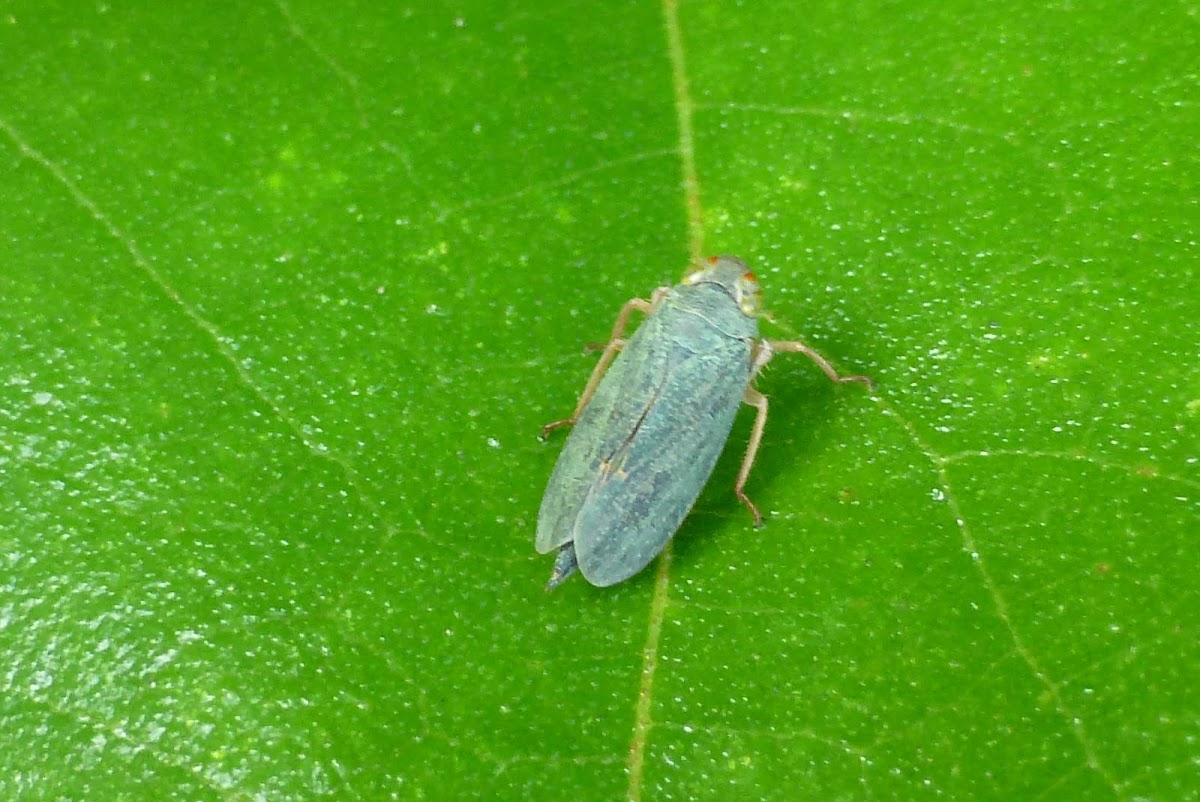 Leafhopper