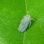 Leafhopper