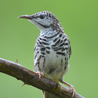 Bar-breasted Honeyeater