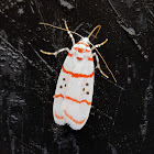 Erebid Moth Female