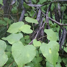 Eastern Redbud - Cercis canadensis