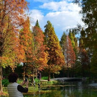 菁芳園 Tenway Garden／花園餐廳／落羽松