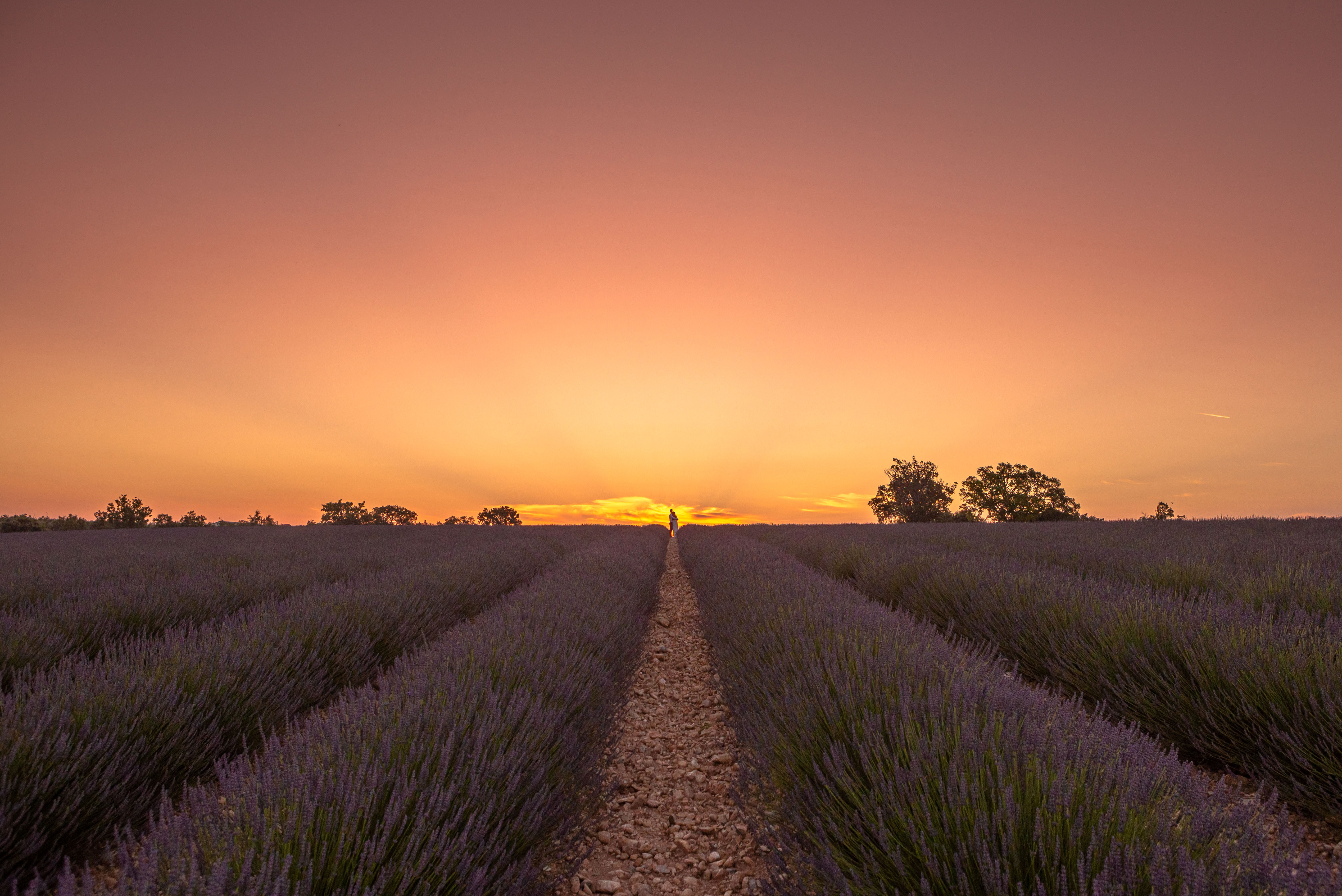 Valensole di Tiago Marques