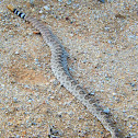 Western Diamondback Rattlesnake