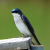 Tree Swallow