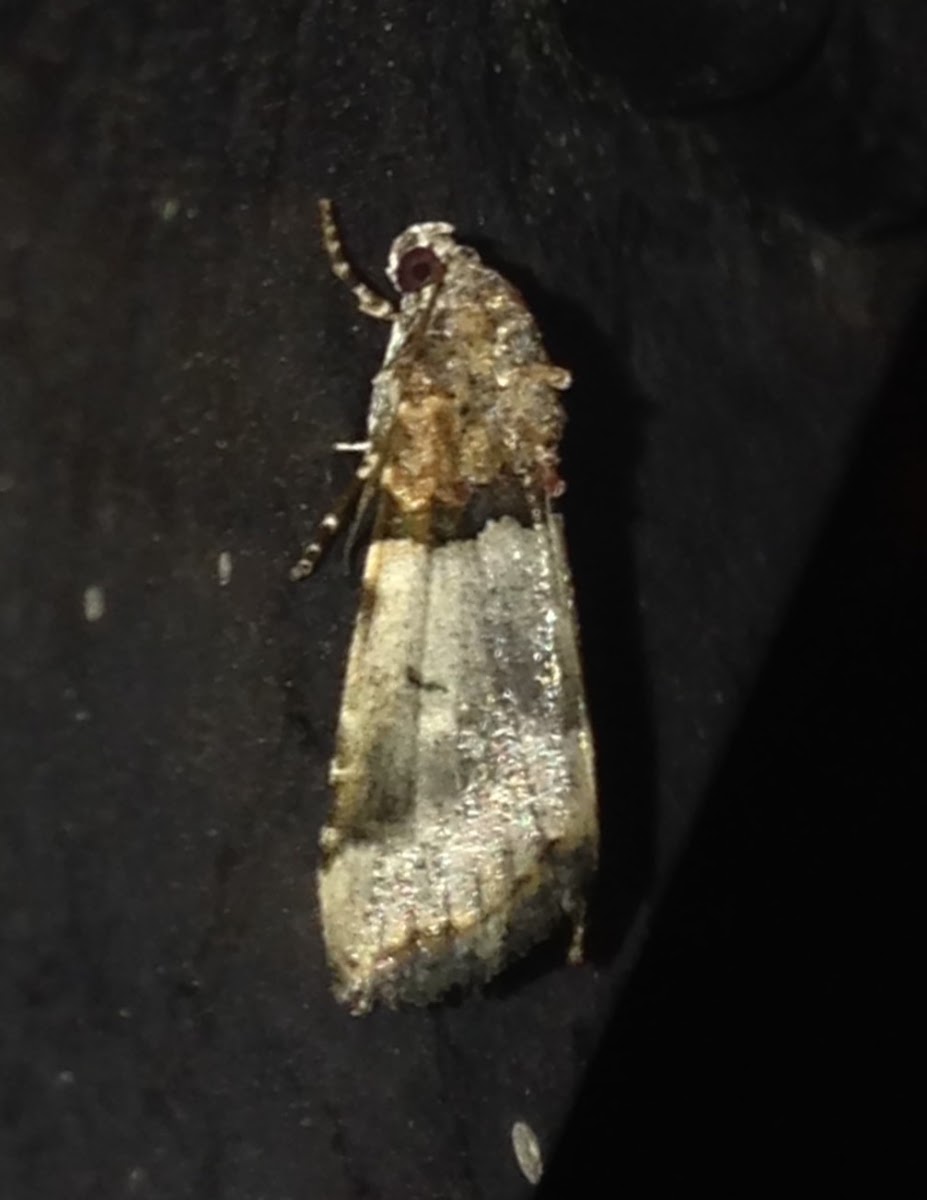 Owlet Moth