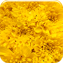 Yellow Flowers Chrome extension download
