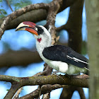 Hornbill - Van der Decken's Hornbill