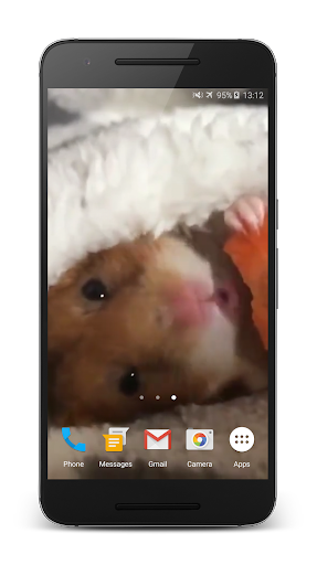 Hamster Live Wallpaper