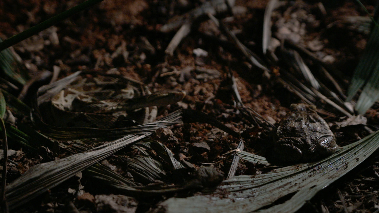 Watch Dead by Dawn live