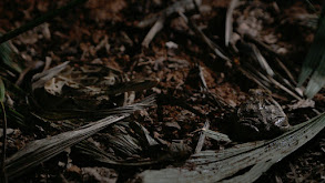 Stranger Things thumbnail