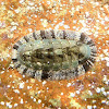 Chiton. Quitón