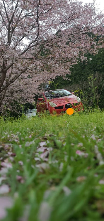 R1のコペンl880k・桜と愛車・ドライブ・綺麗な河原に関するカスタム事例の投稿画像3枚目