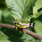 Mountain Grasshopper