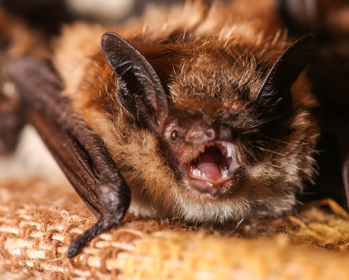 Little Brown Bat