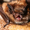 Little Brown Bat