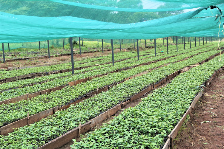 Coffee seedlings produced by Uasin Gishu County in Chebororwa.