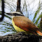 Great Kiskadee