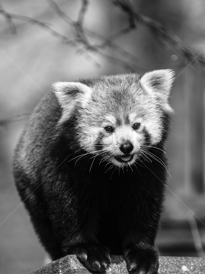 Sicilien Sanselig skak red panda | Animals | Black & White | Pixoto