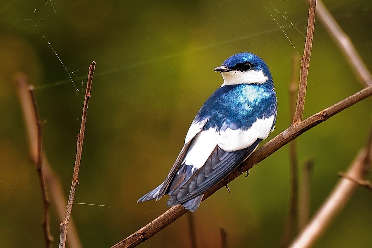 Andorinha-do-rio (White-winged Swallow)