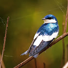 Andorinha-do-rio (White-winged Swallow)