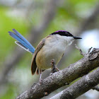 Purple-crown Fairywren