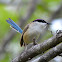 Purple-crown Fairywren