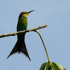 Swallow-tailed Bee-eater