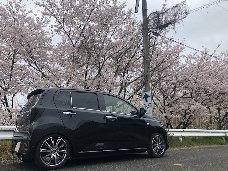 ミライースの桜とコラボ🌸・いちご狩り＆BBQ🍖😍✨・新一年生おめでとう🎉・4月も宜しくお願い致します🙇‍♂️・フォロワーさん宅ピンポンダッシュ🏃‍♂️🤣笑に関するカスタム事例の投稿画像3枚目