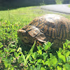 Eastern box turtle