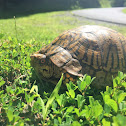 Eastern box turtle