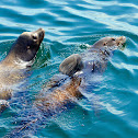 California Sea Lion