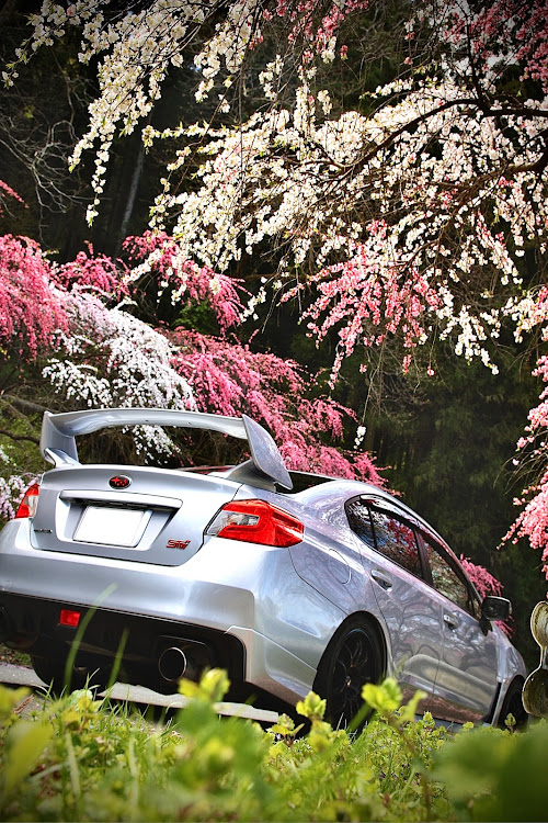 WRX STIの目指せPickUpCars・花桃・鮮やか・花桃街道・また来ように関するカスタム事例の投稿画像1枚目