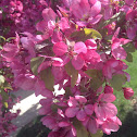 Crabapple Tree