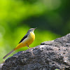 Grey Wagtail