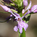 Heath Spotted Orchid