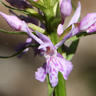 Heath Spotted Orchid