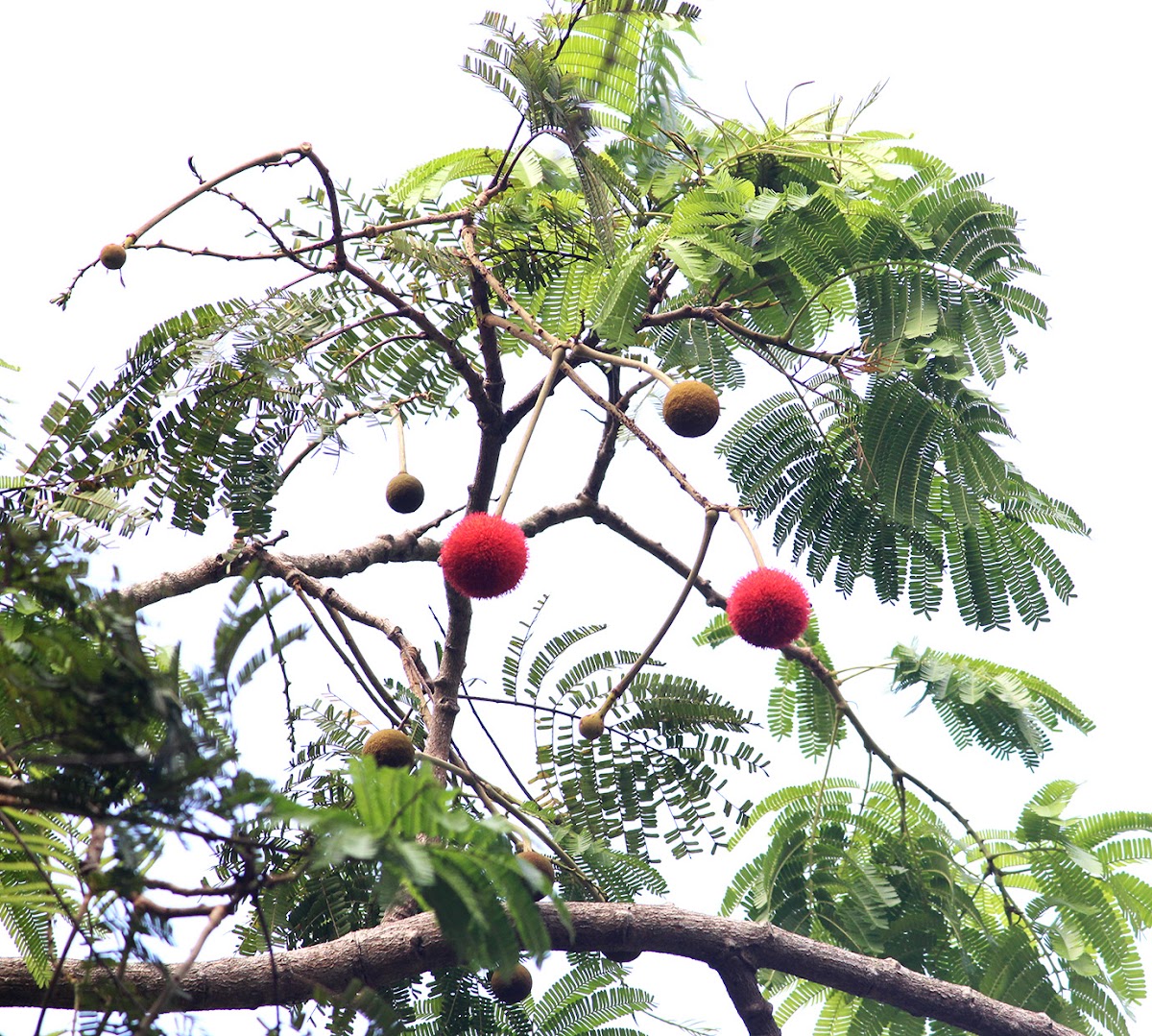 Badminton Ball Tree