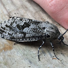 Carpenterworm Moth