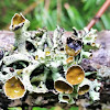 Imshaug's Tube Lichen