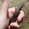 Many-lined Skink